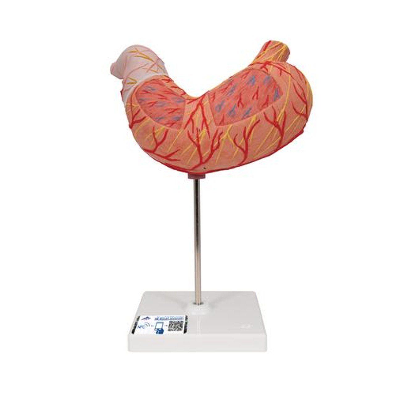 Human Stomach Anatomy Model