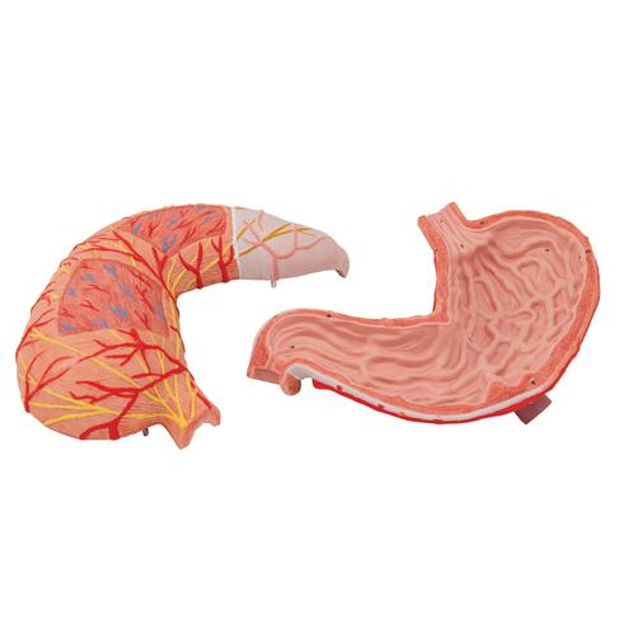 Human Stomach Anatomy Model