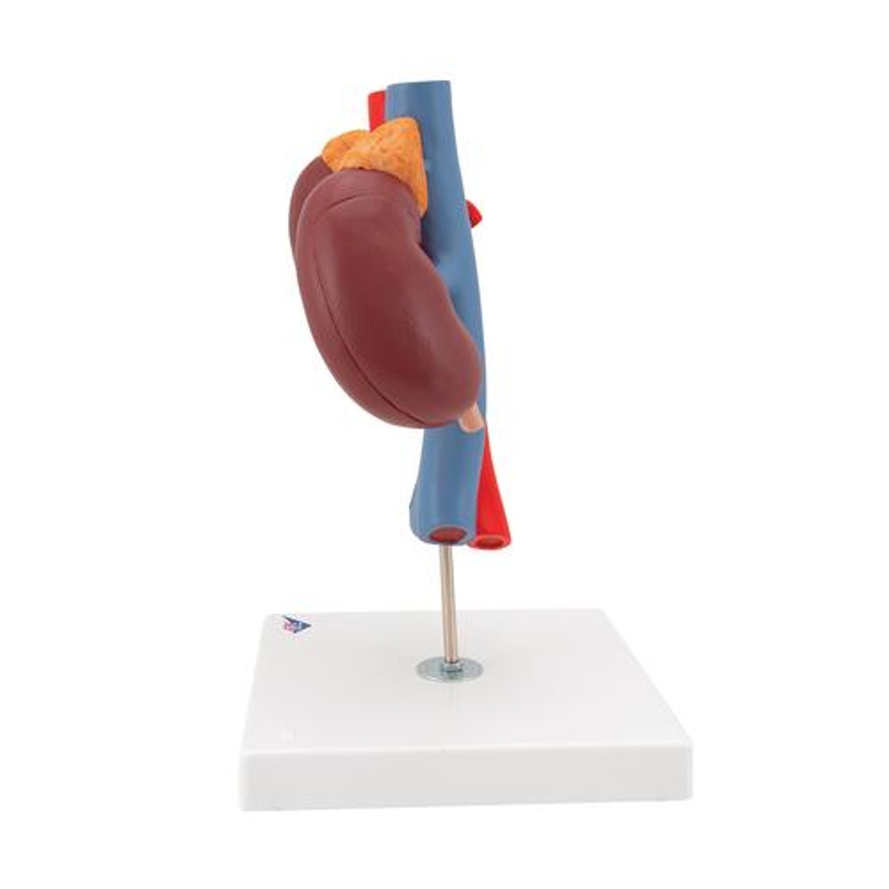 Kidney Anatomy Model With Vessels - Left Side View