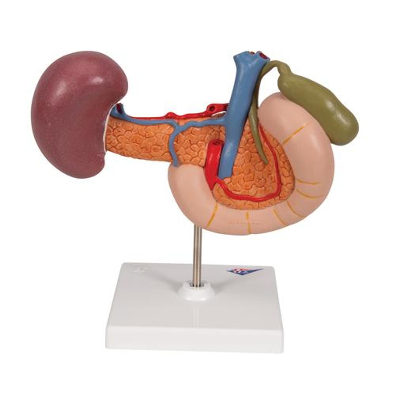 Rear Organs Of The Upper Abdomen Anatomy Model - Back View