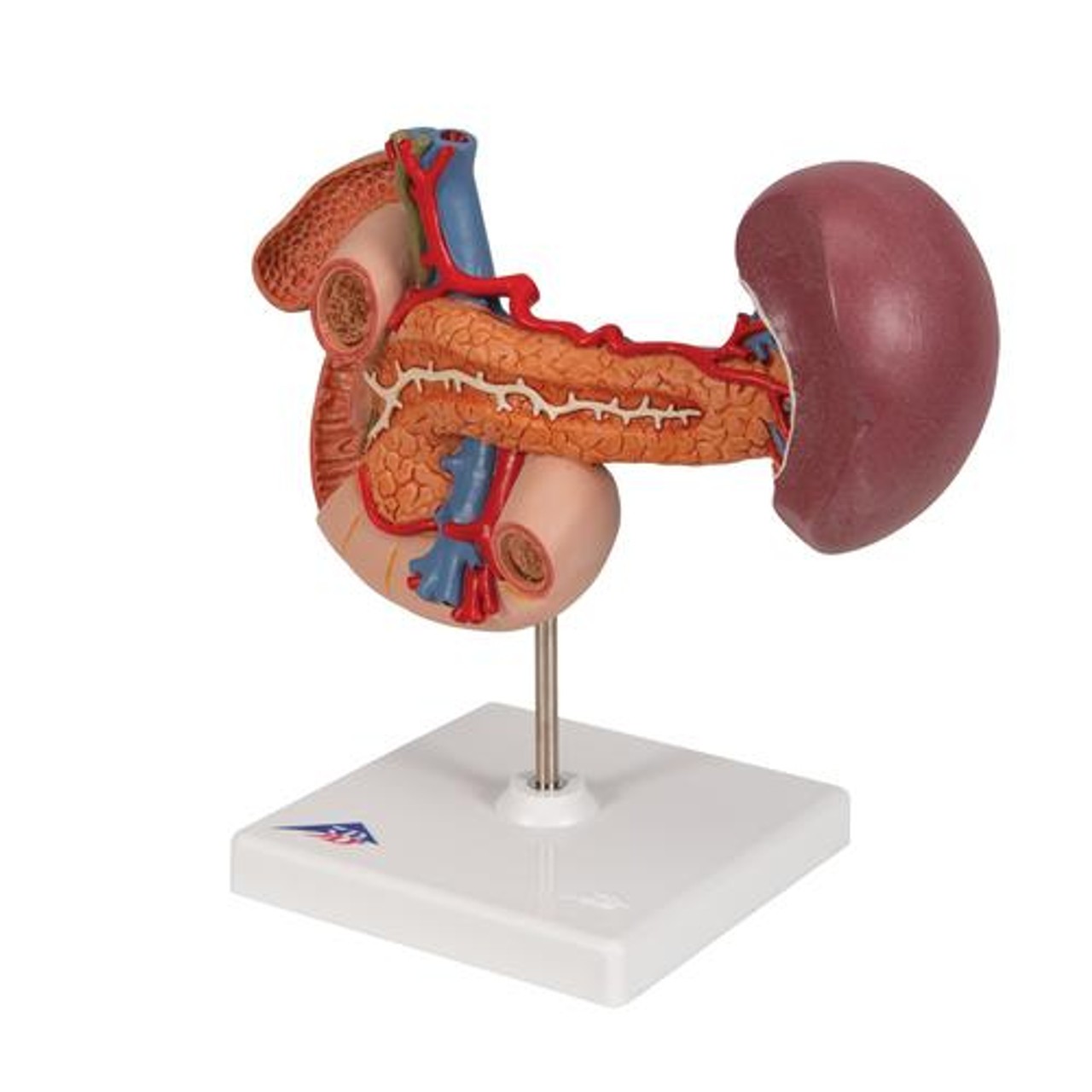 Rear Organs Of The Upper Abdomen Anatomy Model - Left Side View