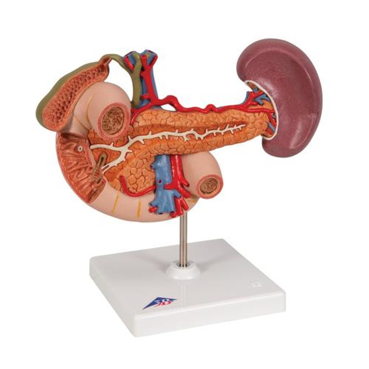 Rear Organs Of The Upper Abdomen Anatomy Model - Right Side View