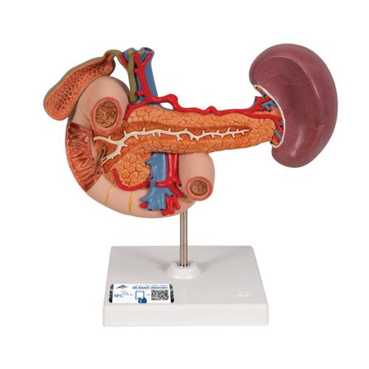 Rear Organs Of The Upper Abdomen Anatomy Model