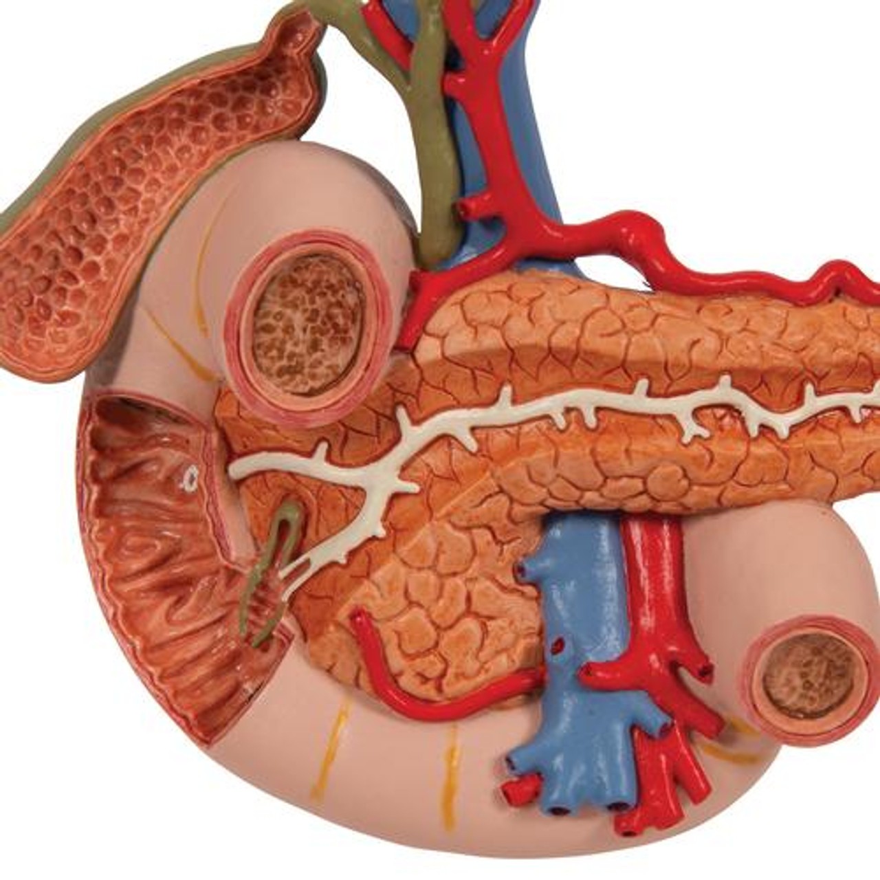 Rear Organs Of The Upper Abdomen Anatomy Model - Zoom View
