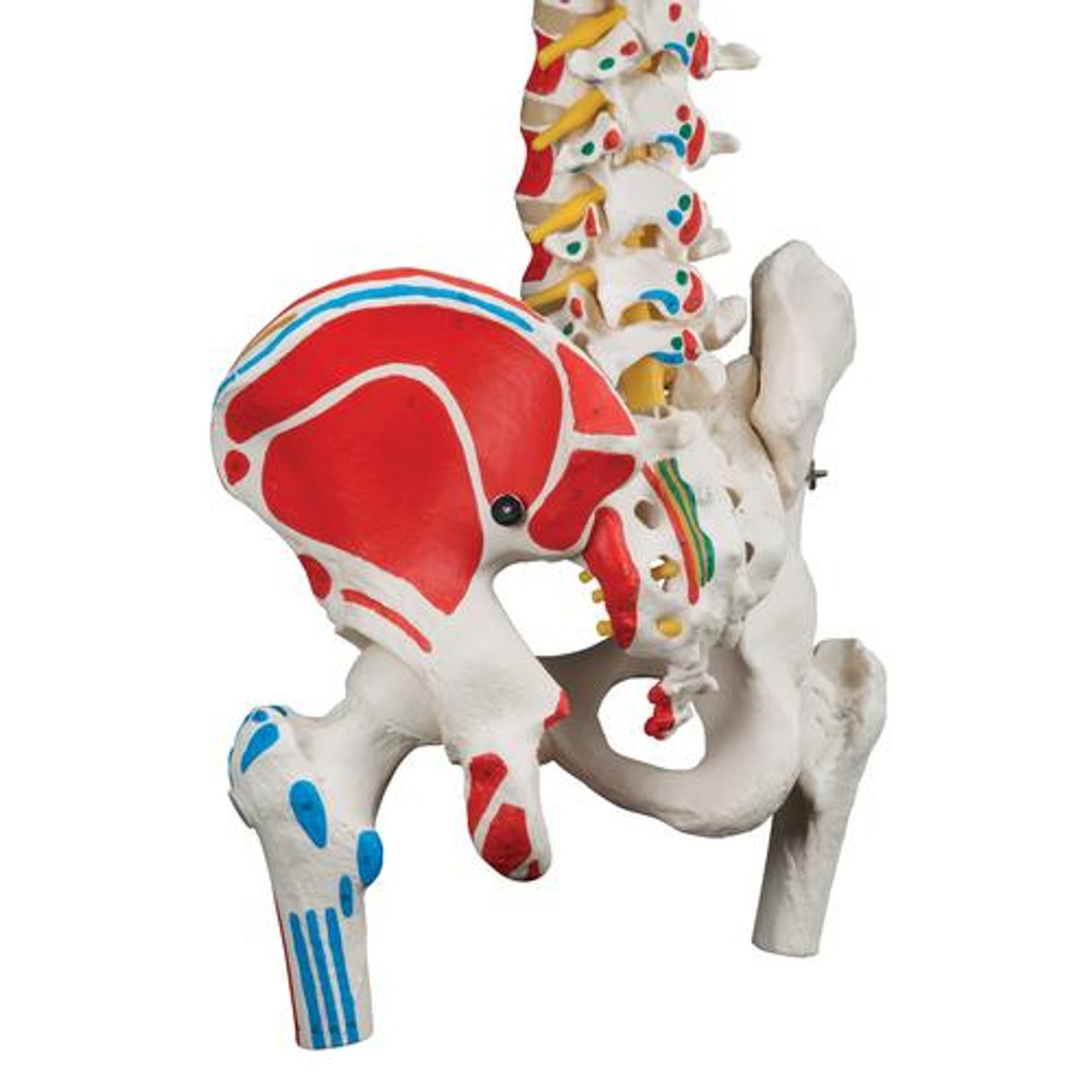 Durable Flexible Spine Anatomy Model