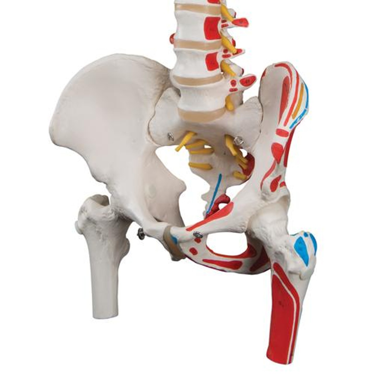 Durable Flexible Spine Anatomy Model