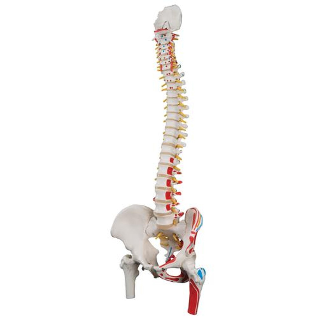 Durable Flexible Spine Anatomy Model
