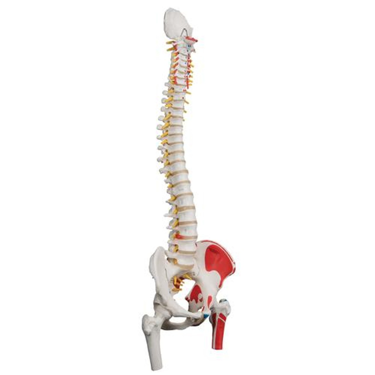 Durable Flexible Spine Anatomy Model