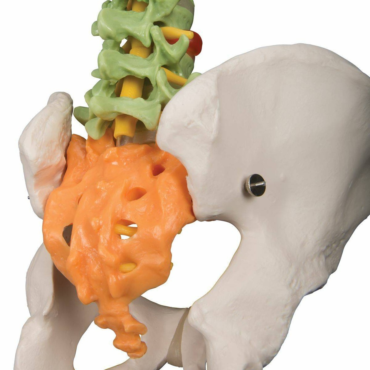 Didactic Flexible Spine Anatomy Model