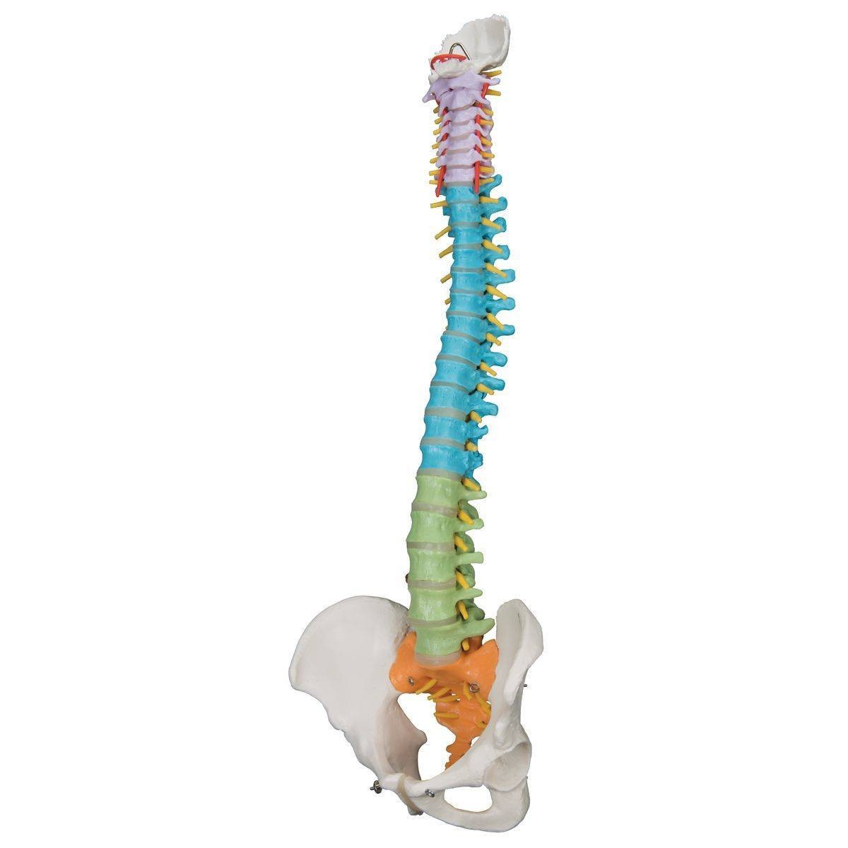 3B Scientific Didactic Flexible Spine Anatomy Model | Anatomy