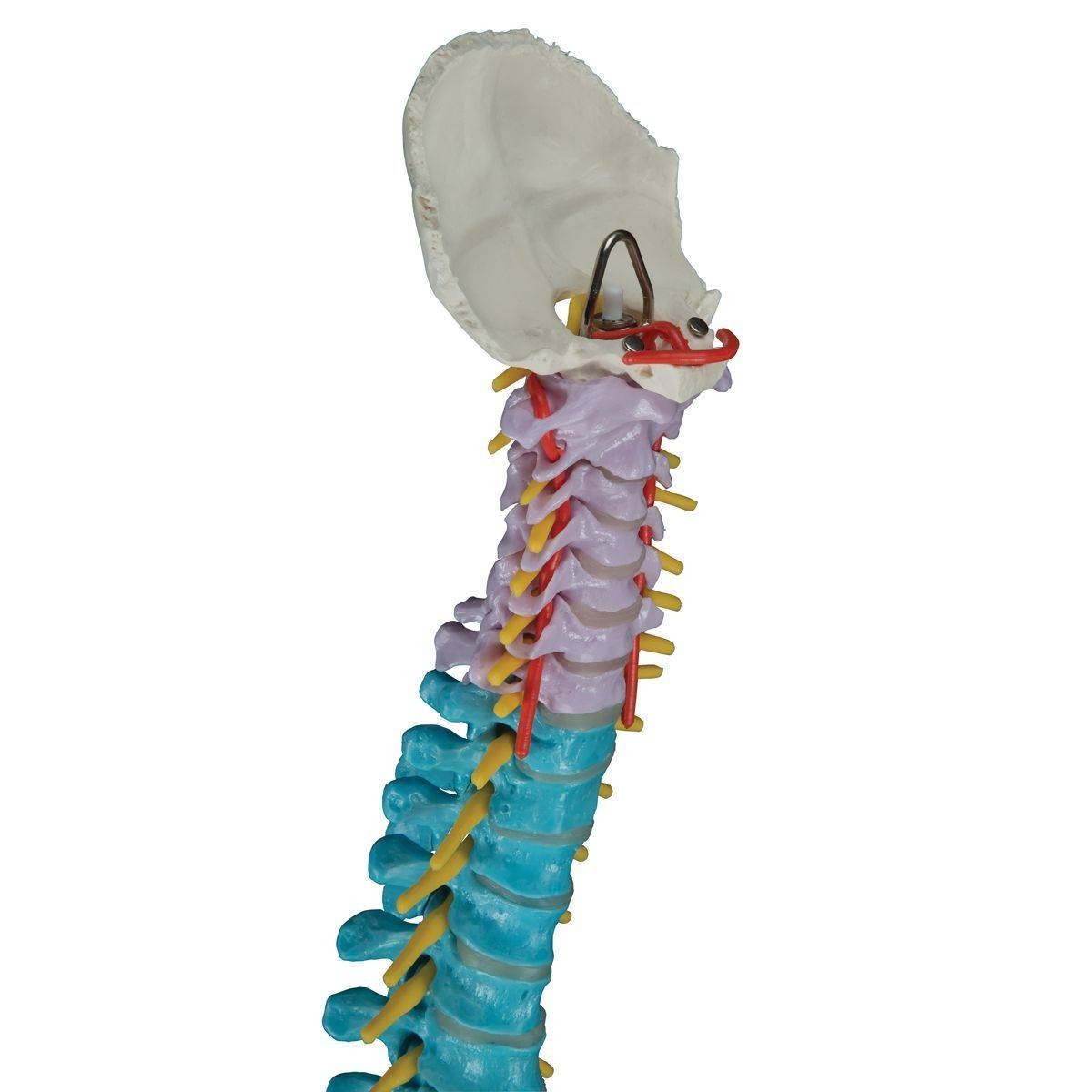 3B Scientific Didactic Flexible Spine Anatomy Model | Anatomy