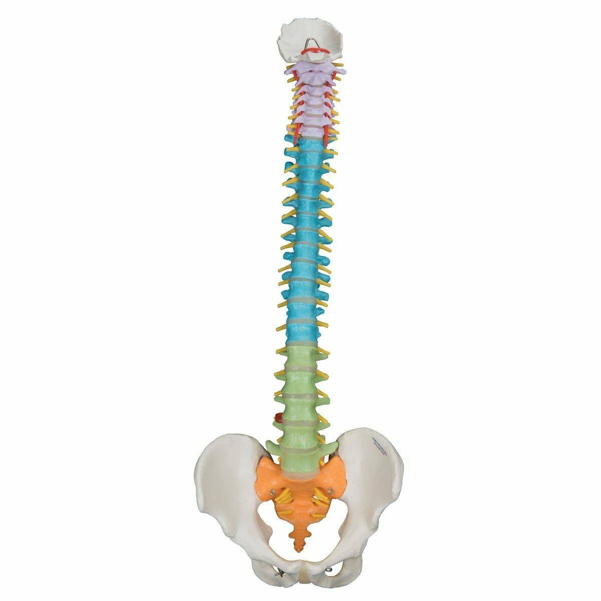 3B Scientific Didactic Flexible Spine Anatomy Model | Anatomy
