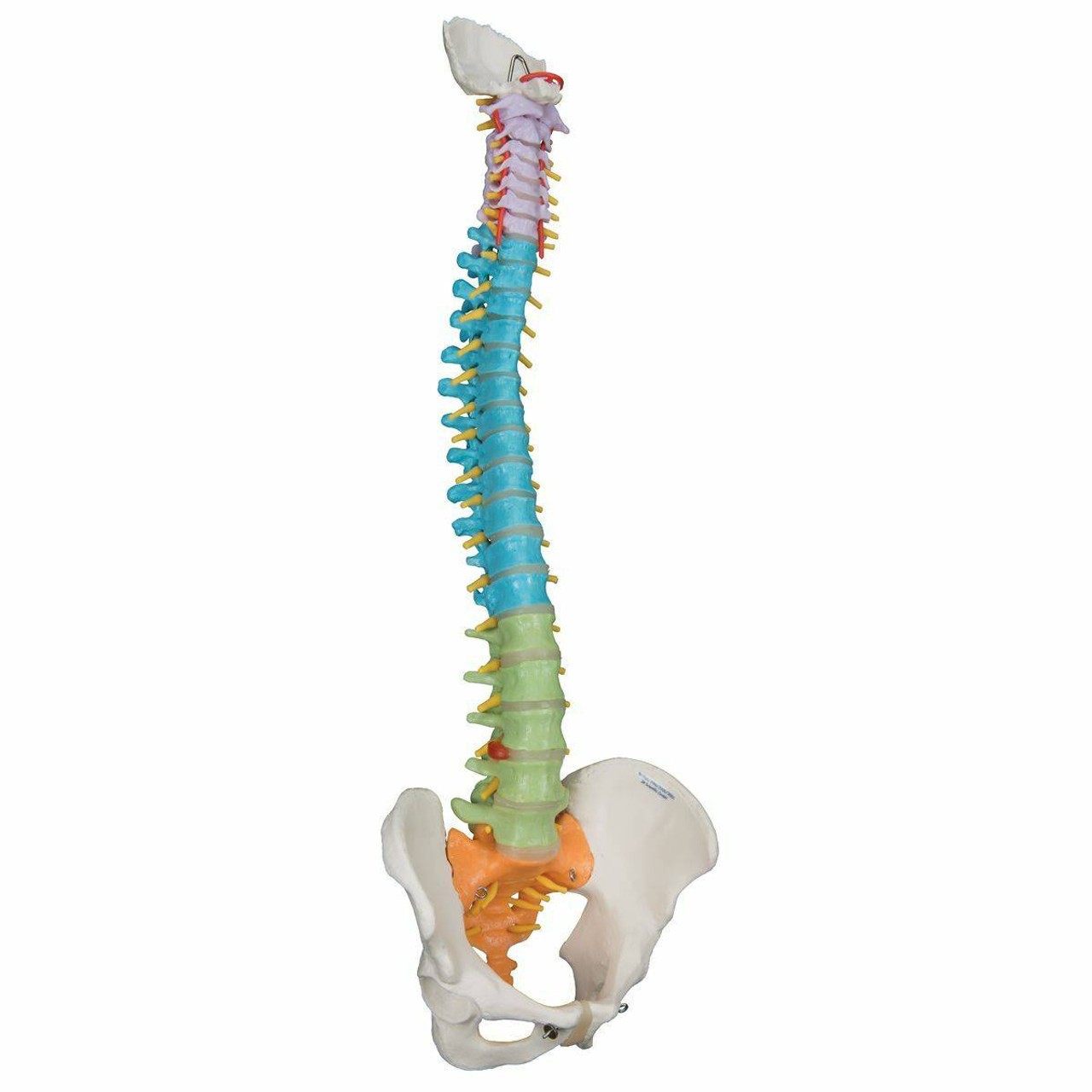 Didactic Flexible Spine Anatomy Model
