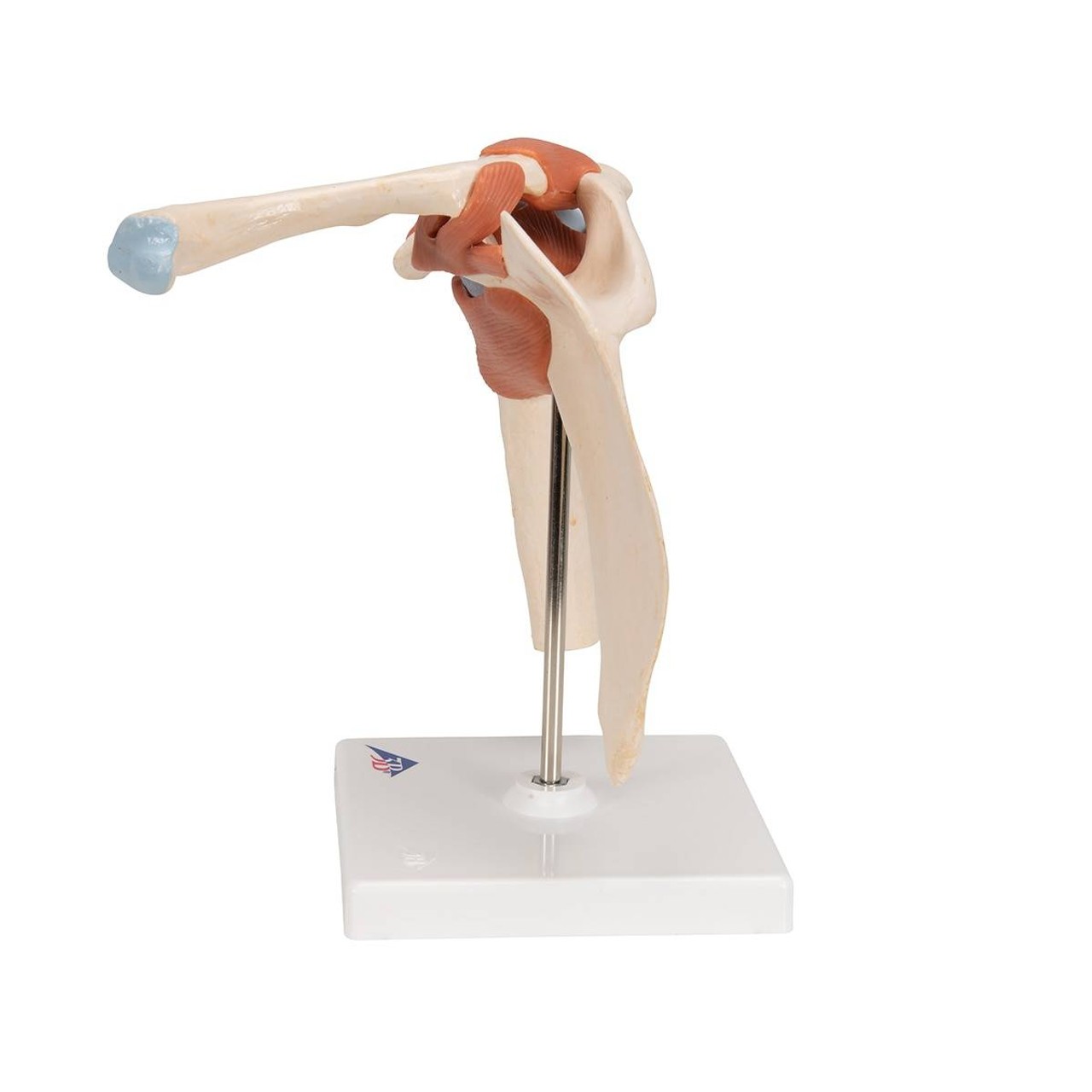 Deluxe Functional Shoulder Joint Anatomy Model