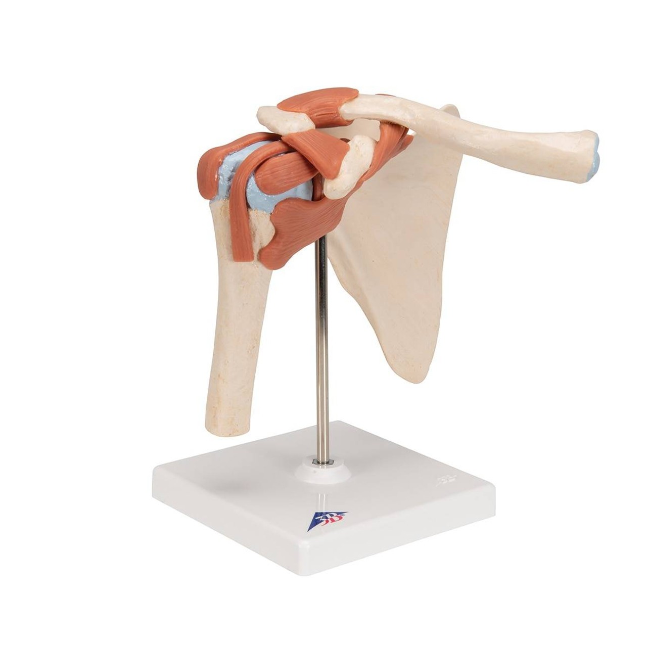 Deluxe Functional Shoulder Joint Anatomy Model