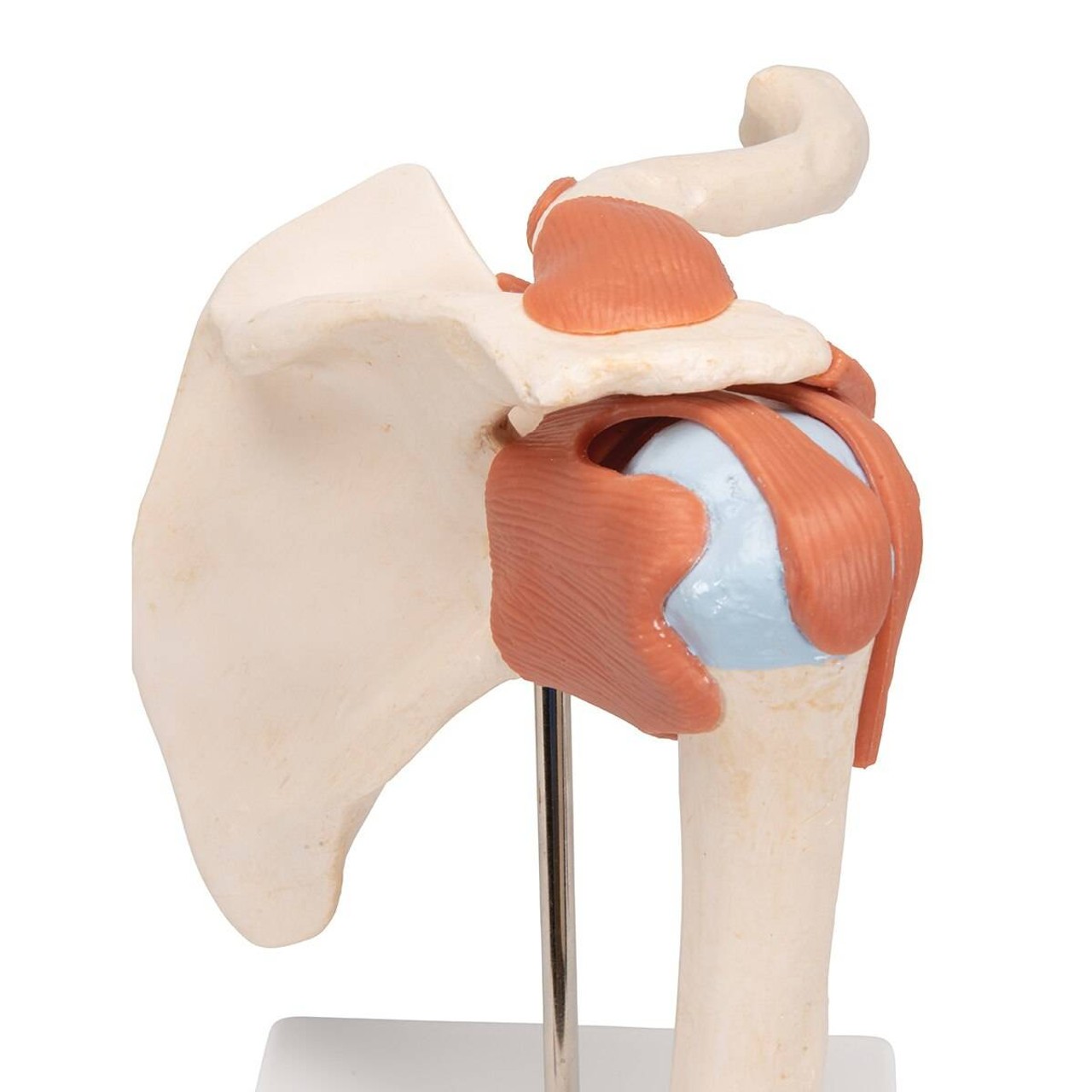 Deluxe Functional Shoulder Joint Anatomy Model