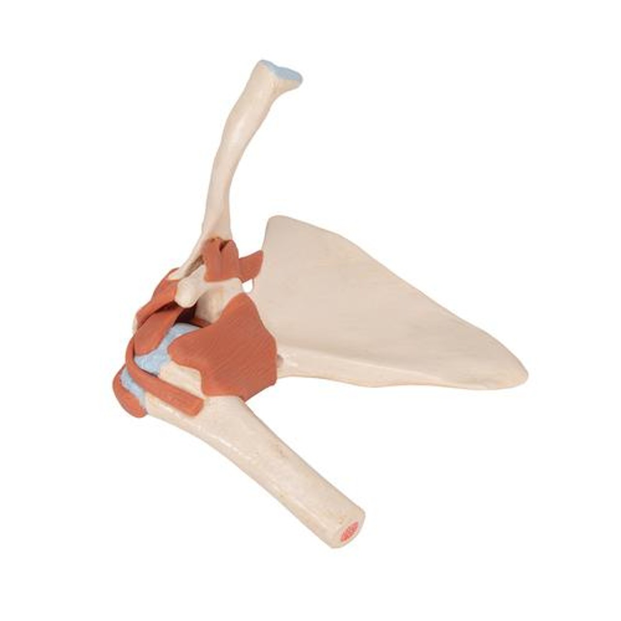 Deluxe Functional Shoulder Joint Anatomy Model