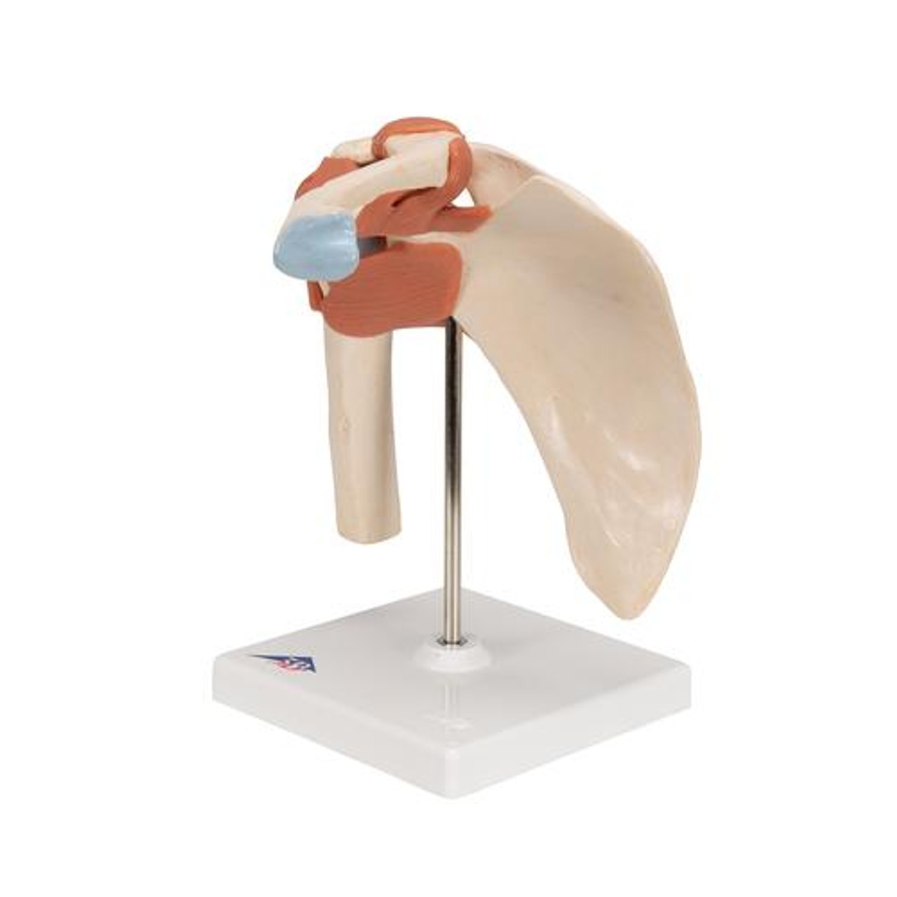 Deluxe Functional Shoulder Joint Anatomy Model