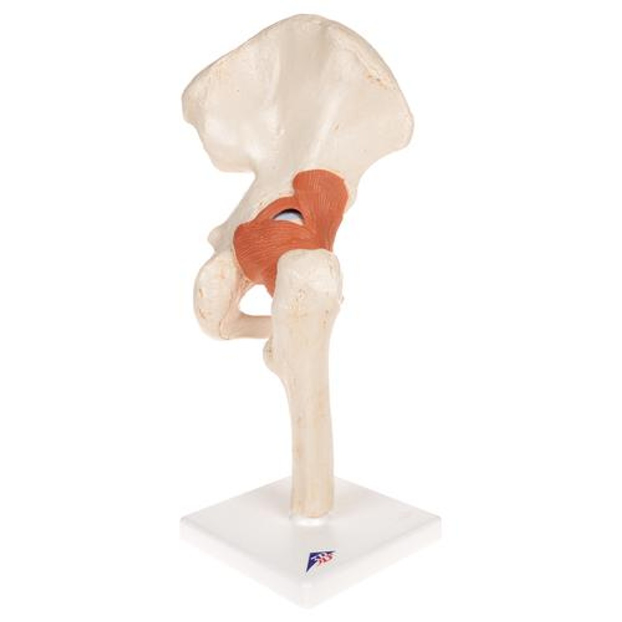 Deluxe Functional Hip Joint Anatomy Model