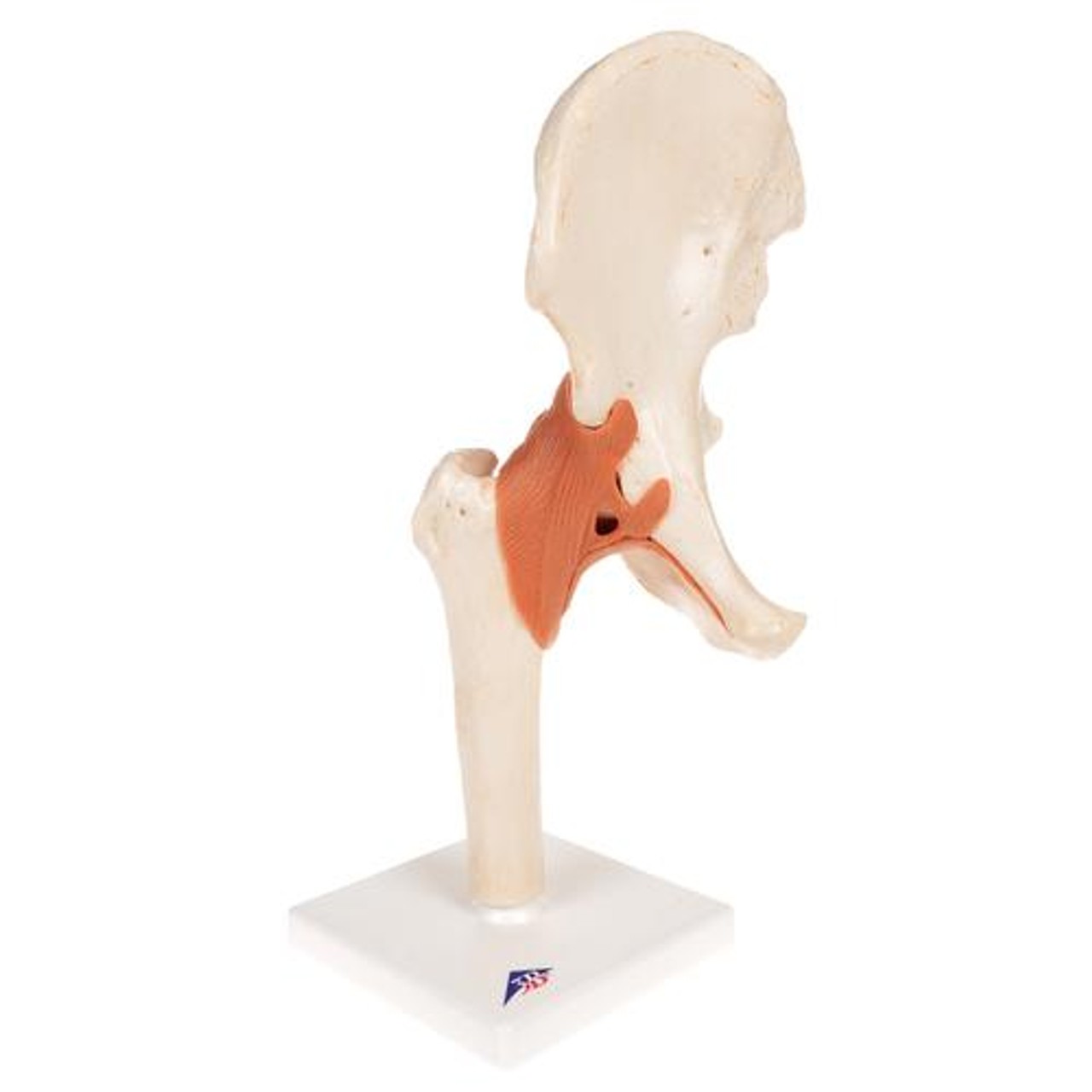 Deluxe Functional Hip Joint Anatomy Model
