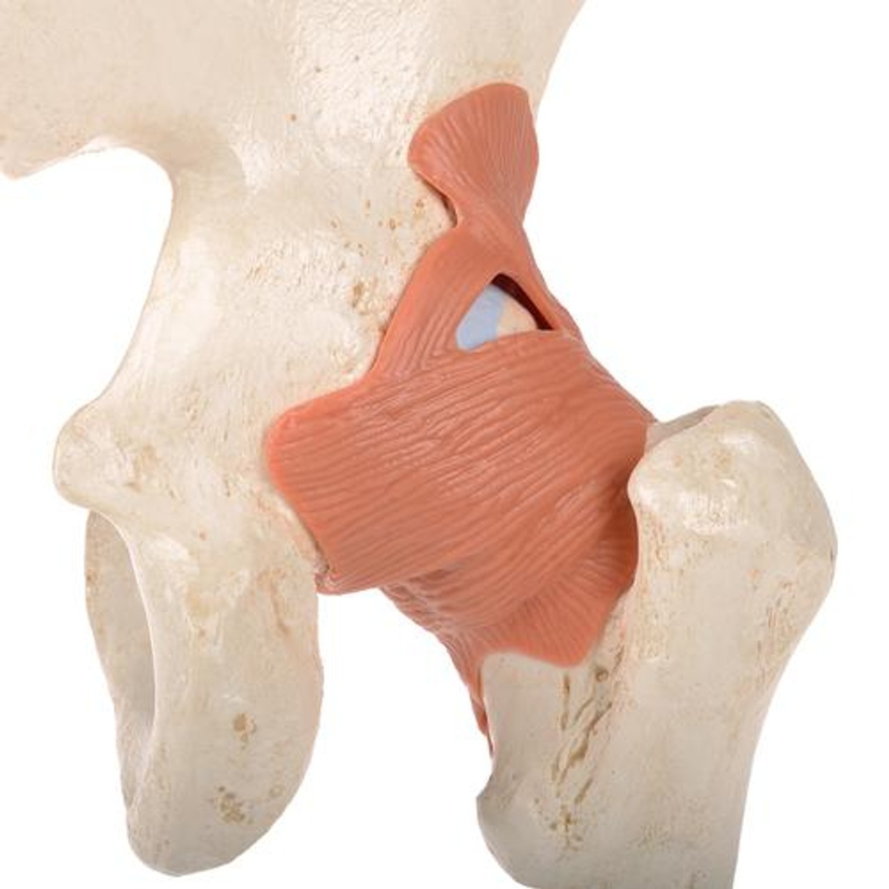 Deluxe Functional Hip Joint Anatomy Model