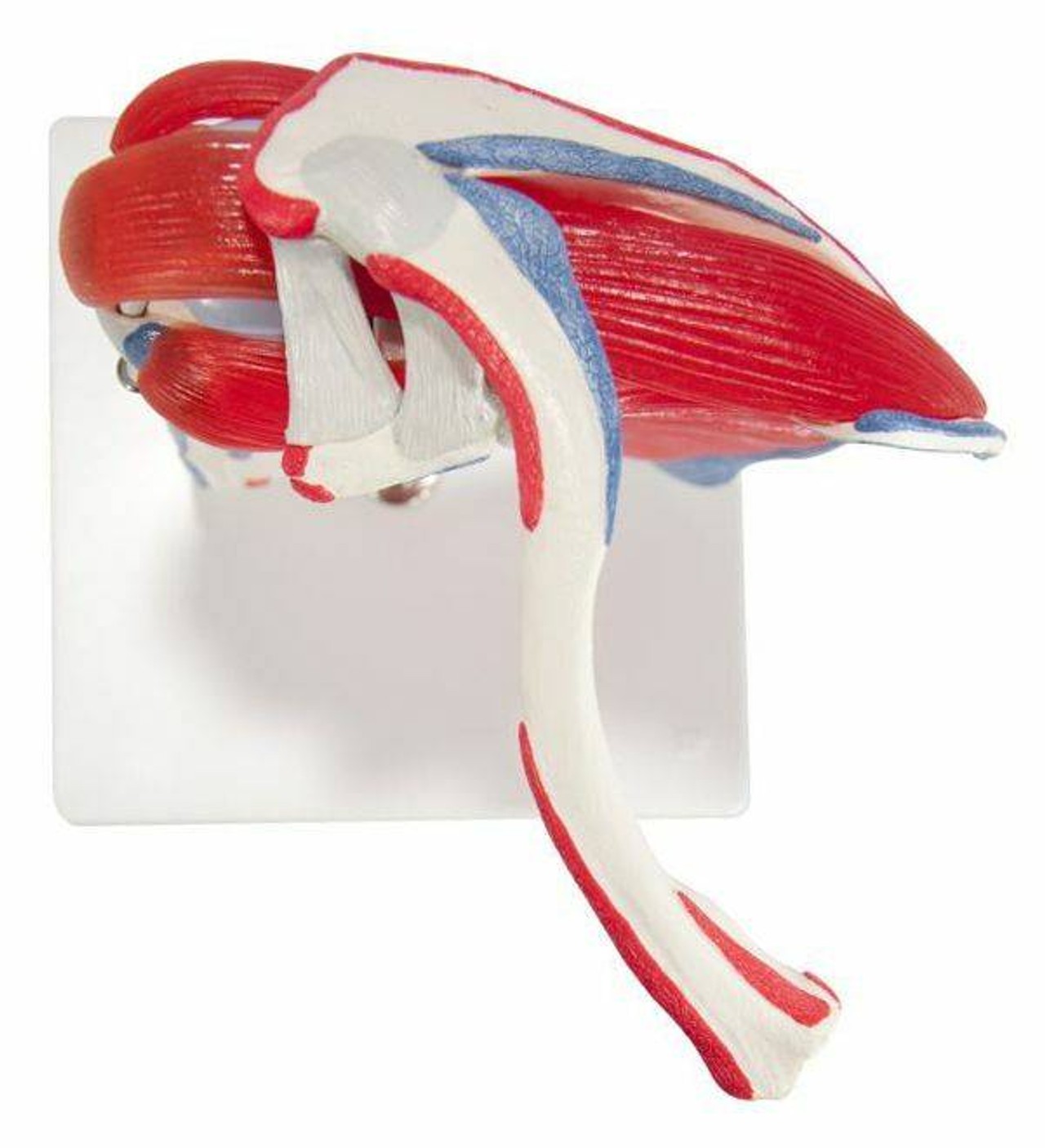 Shoulder Joint Anatomy Model With Rotator Cuff