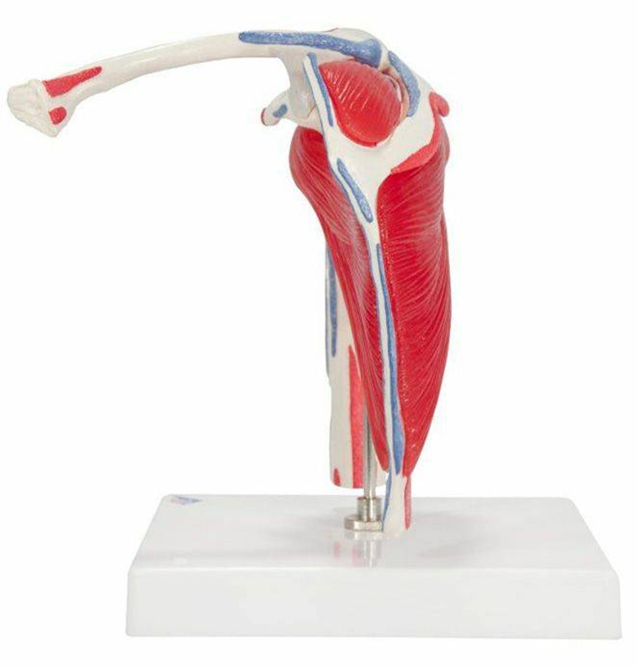 Shoulder Joint Anatomy Model With Rotator Cuff