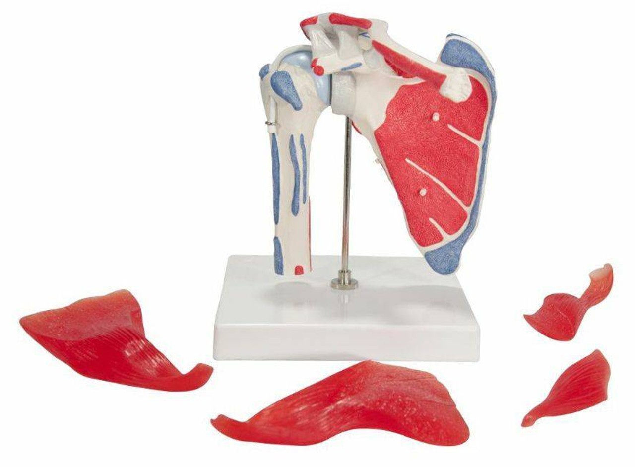 Shoulder Joint Anatomy Model With Rotator Cuff