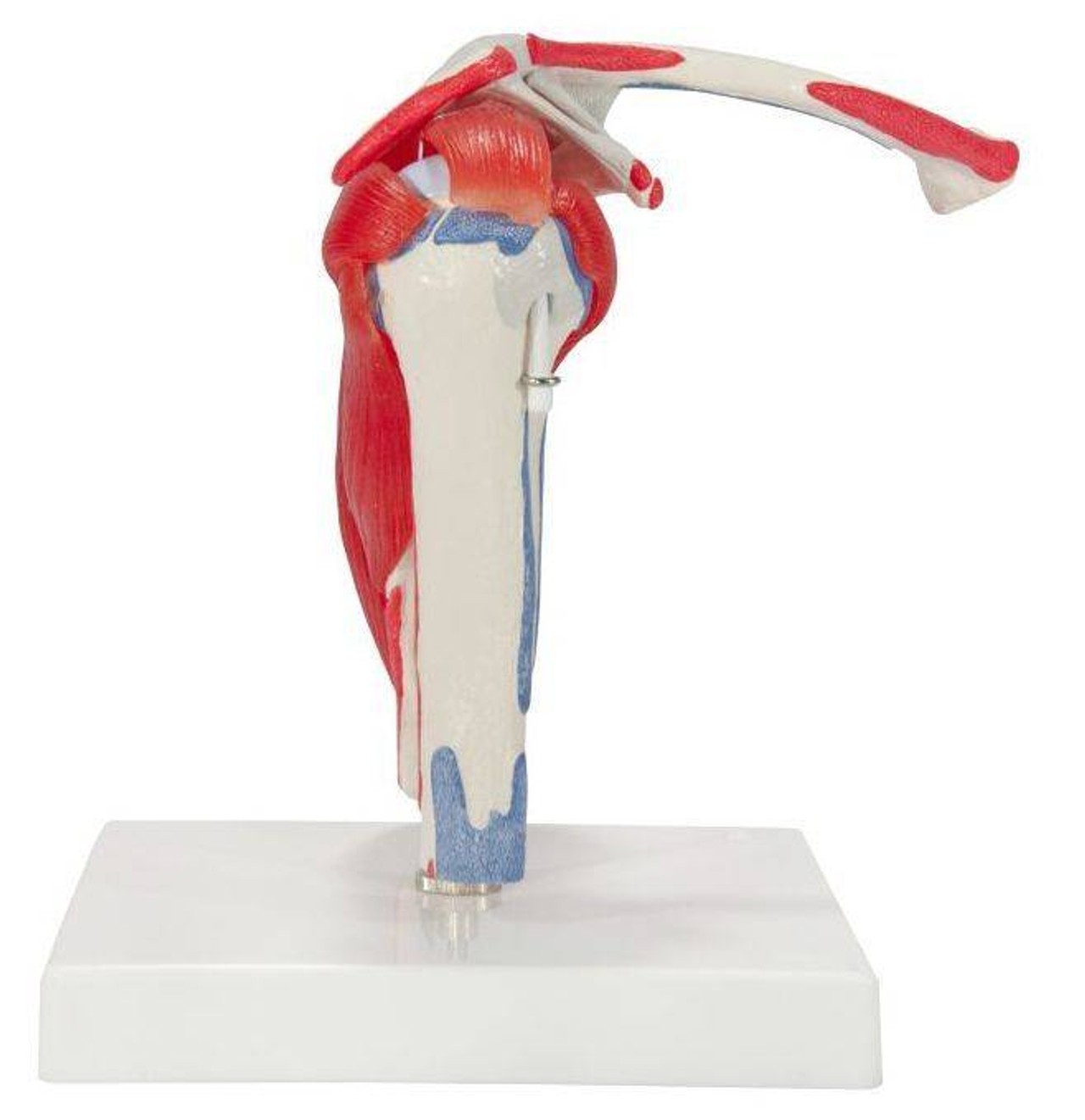 Shoulder Joint Anatomy Model With Rotator Cuff