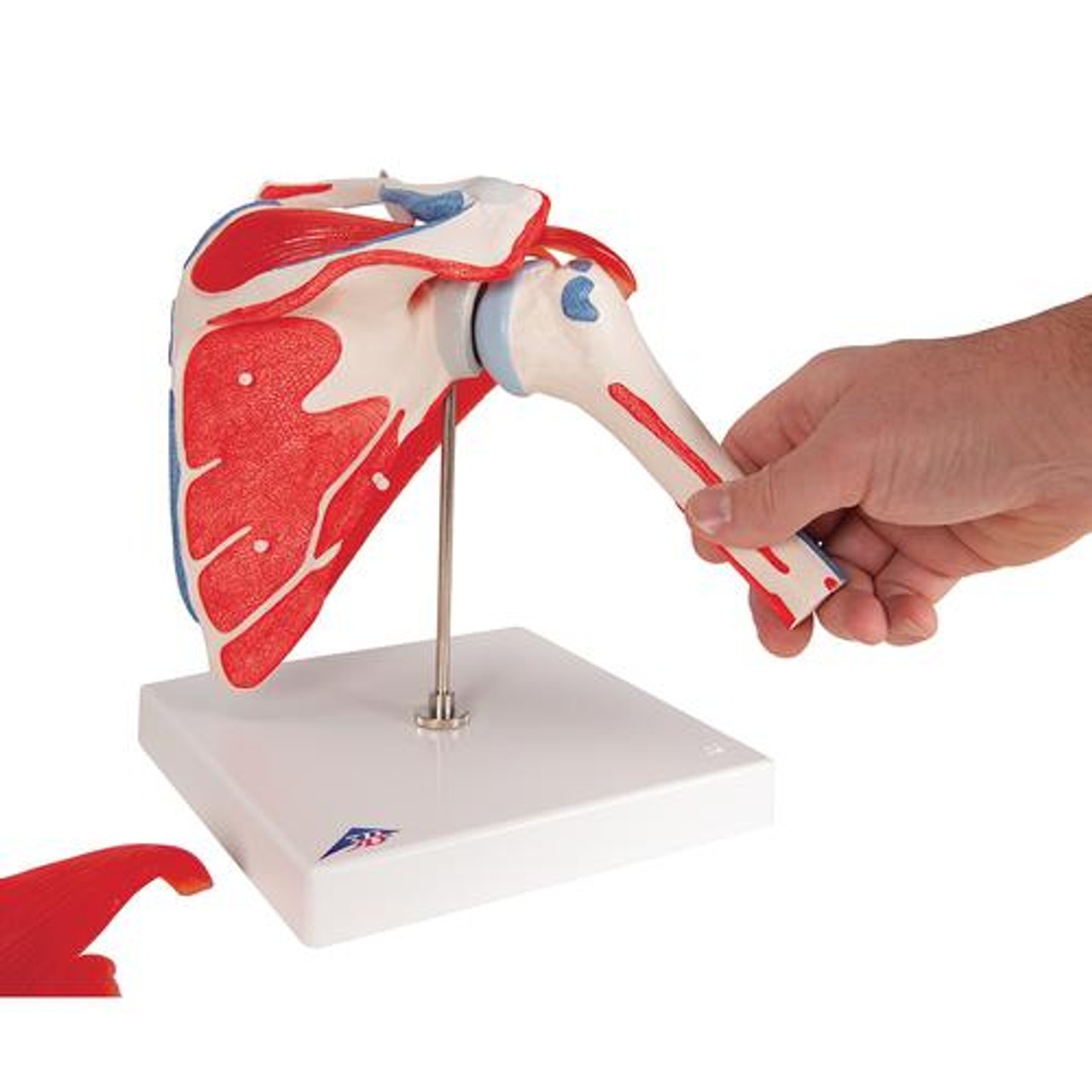 Shoulder Joint Anatomy Model With Rotator Cuff