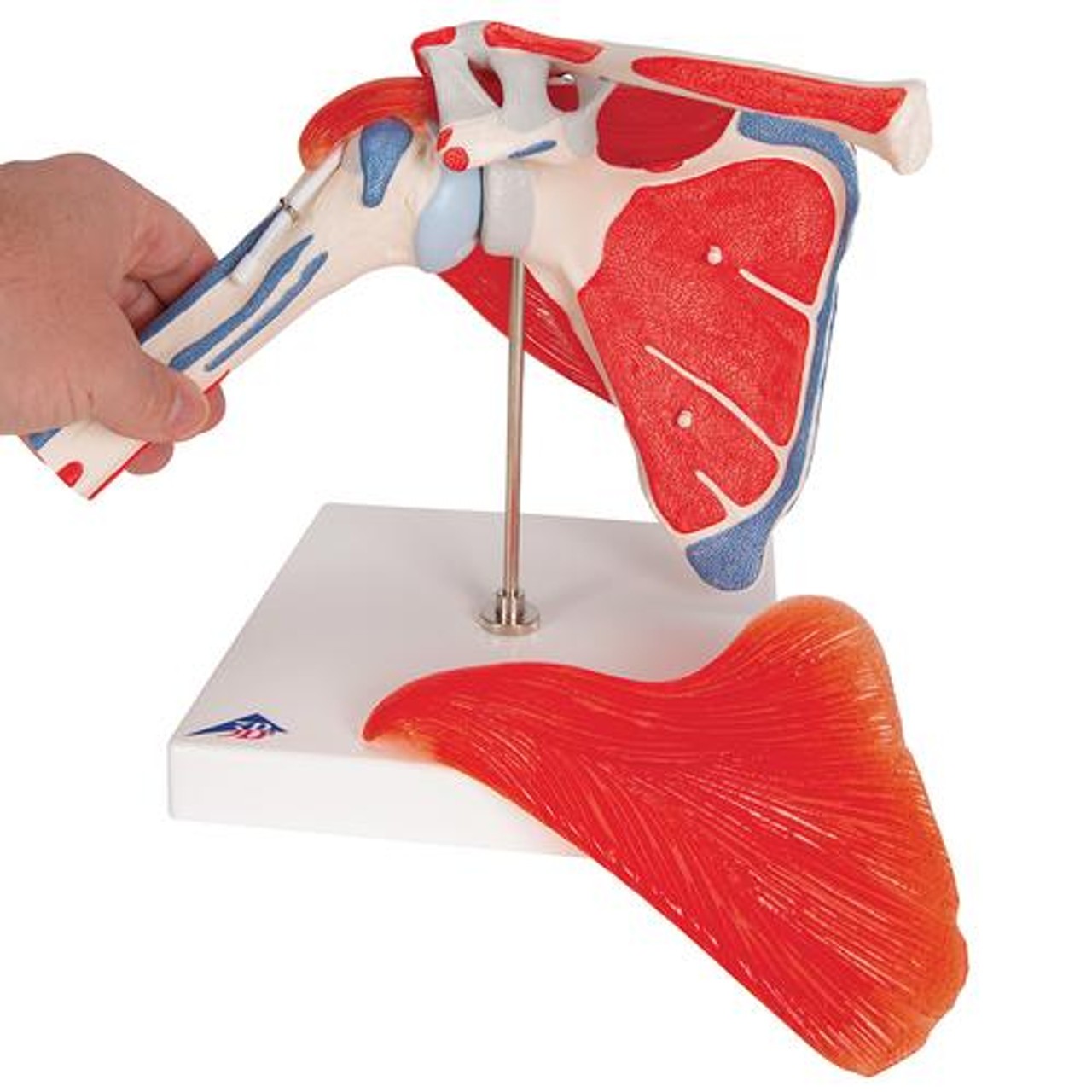 Shoulder Joint Anatomy Model With Rotator Cuff