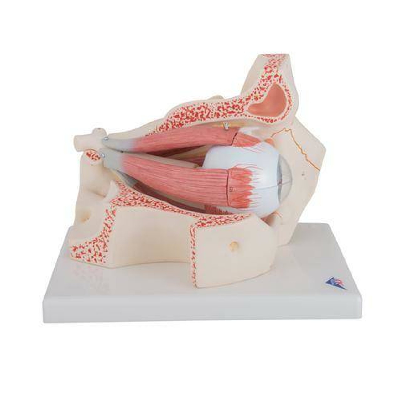 Human Eye Anatomy Model
