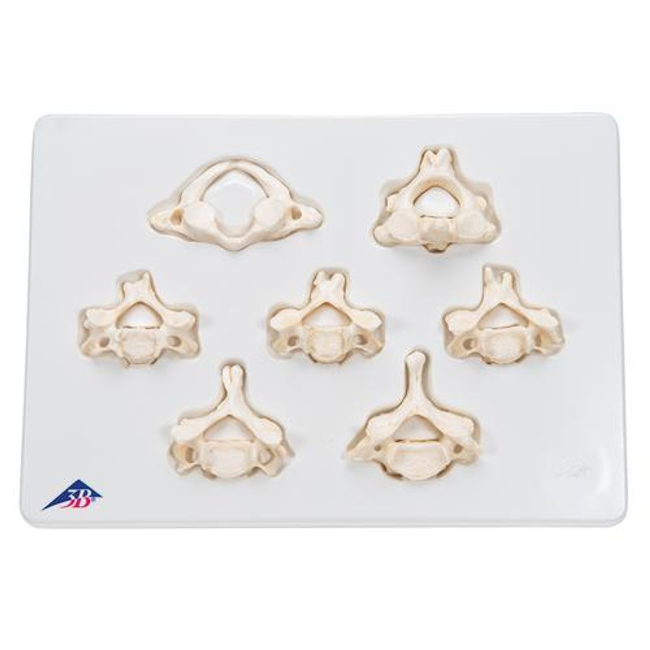 Cervical Vertebra Bones Anatomy Model