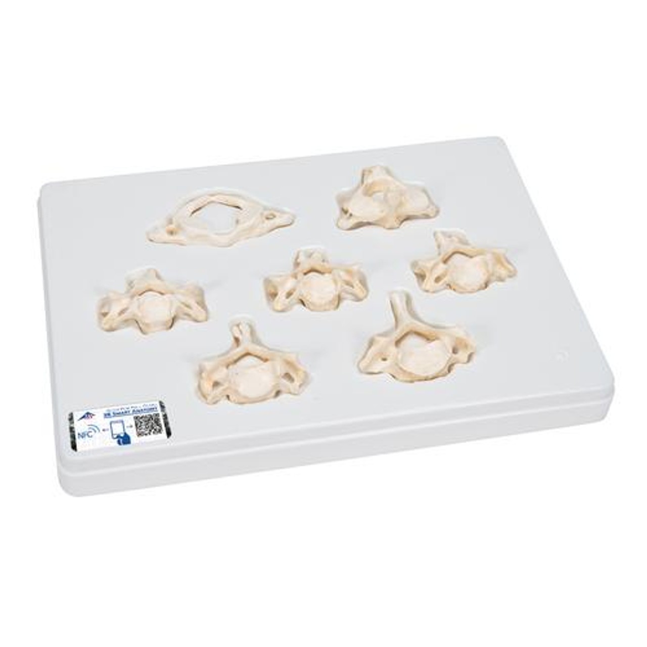 Cervical Vertebra Bones Anatomy Model