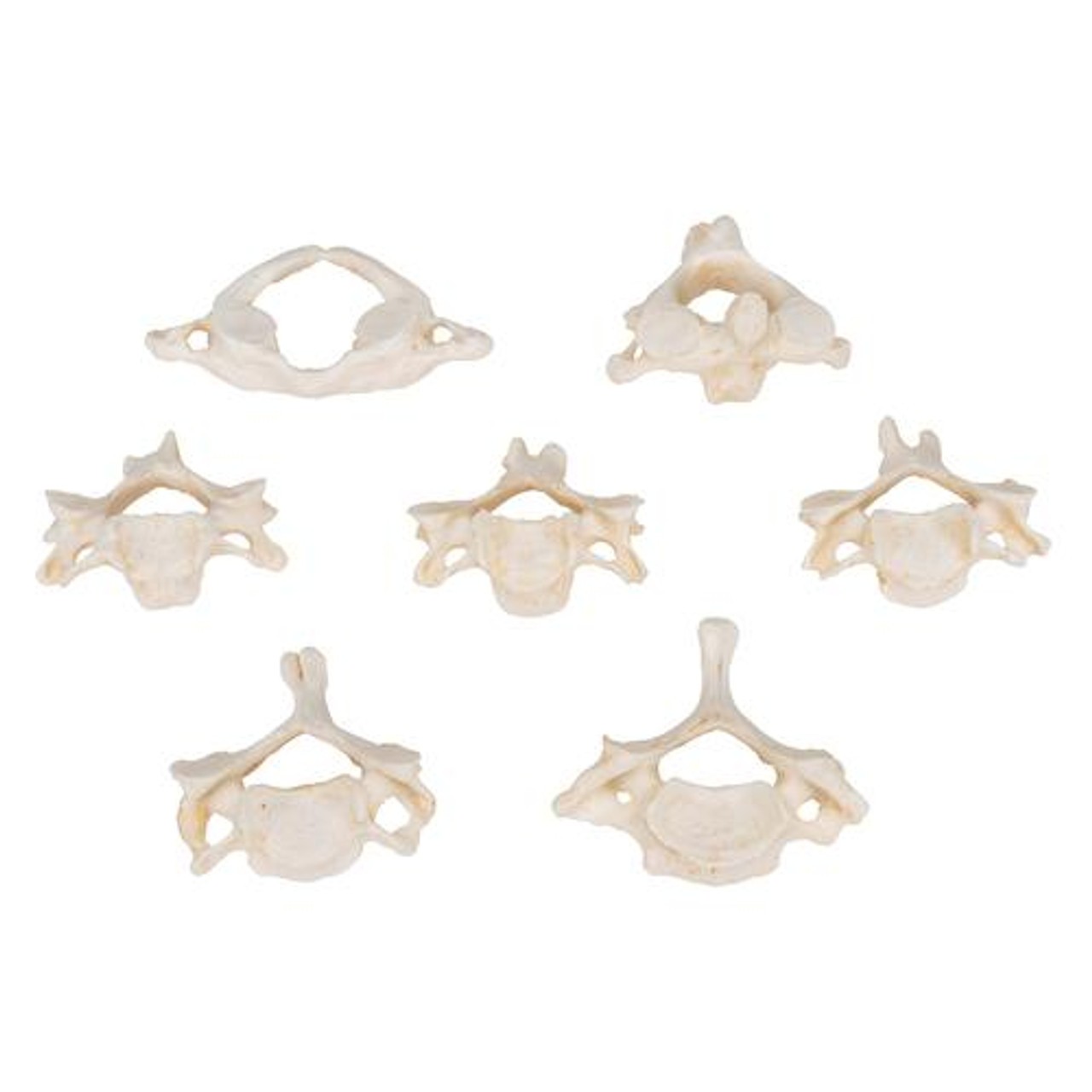 Cervical Vertebra Bones Anatomy Model