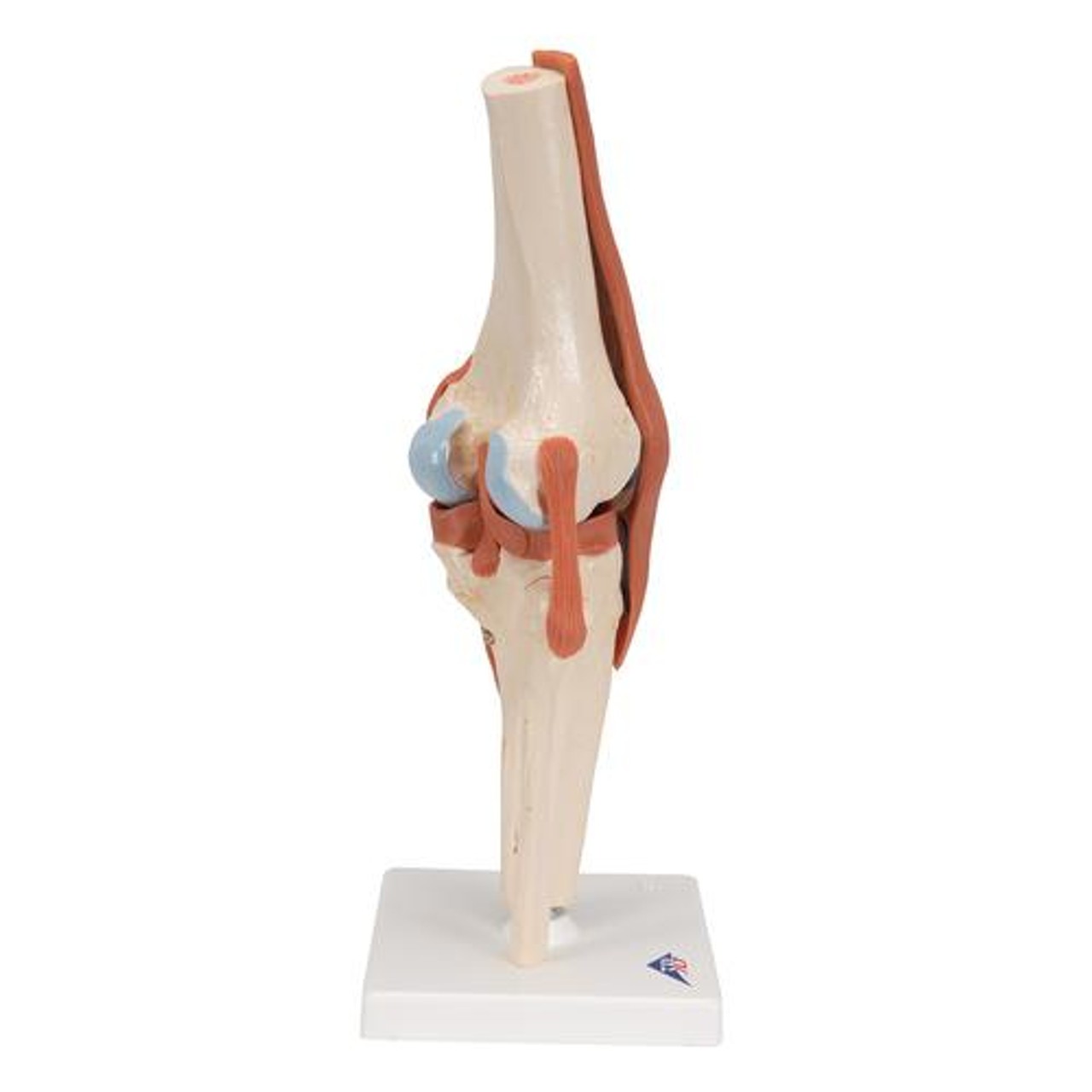 Deluxe Functional Knee Joint Anatomy Model
