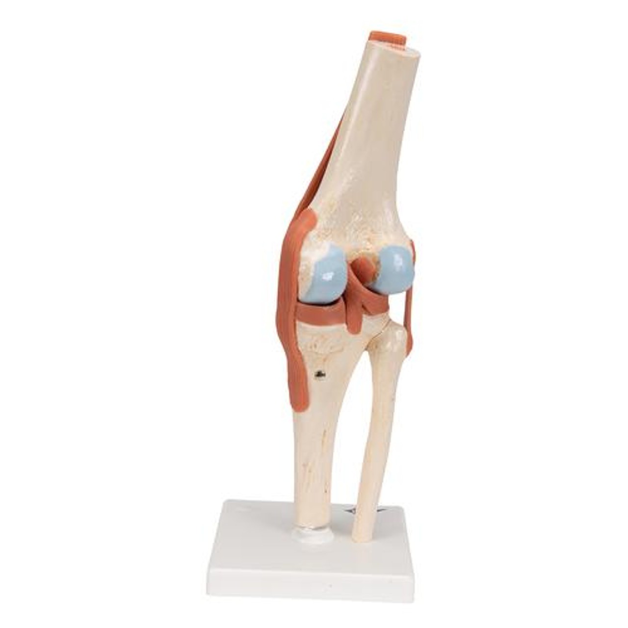Deluxe Functional Knee Joint Anatomy Model