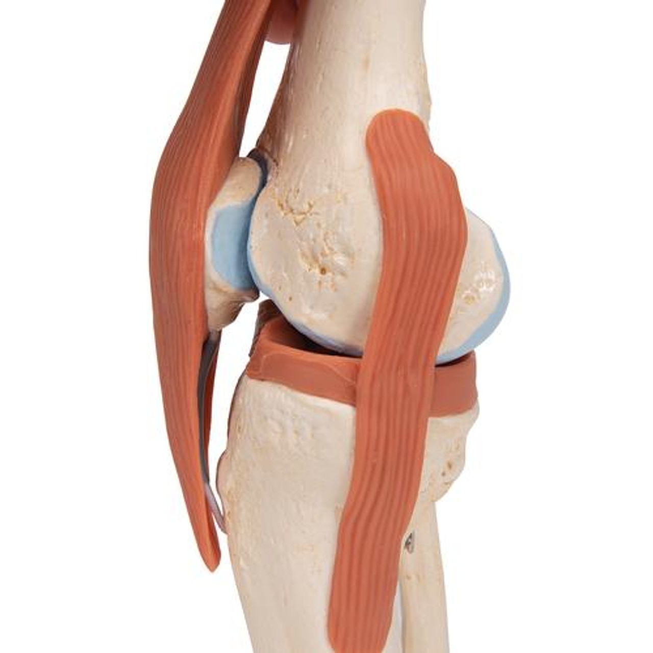 Deluxe Functional Knee Joint Anatomy Model