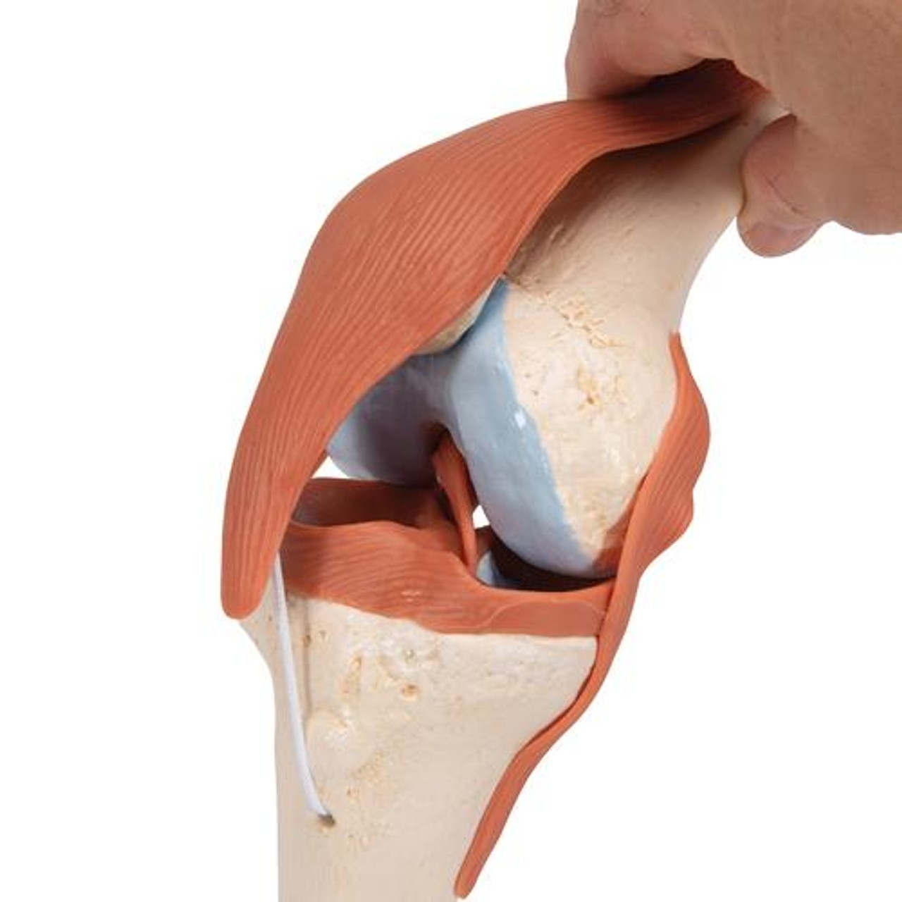 Deluxe Functional Knee Joint Anatomy Model