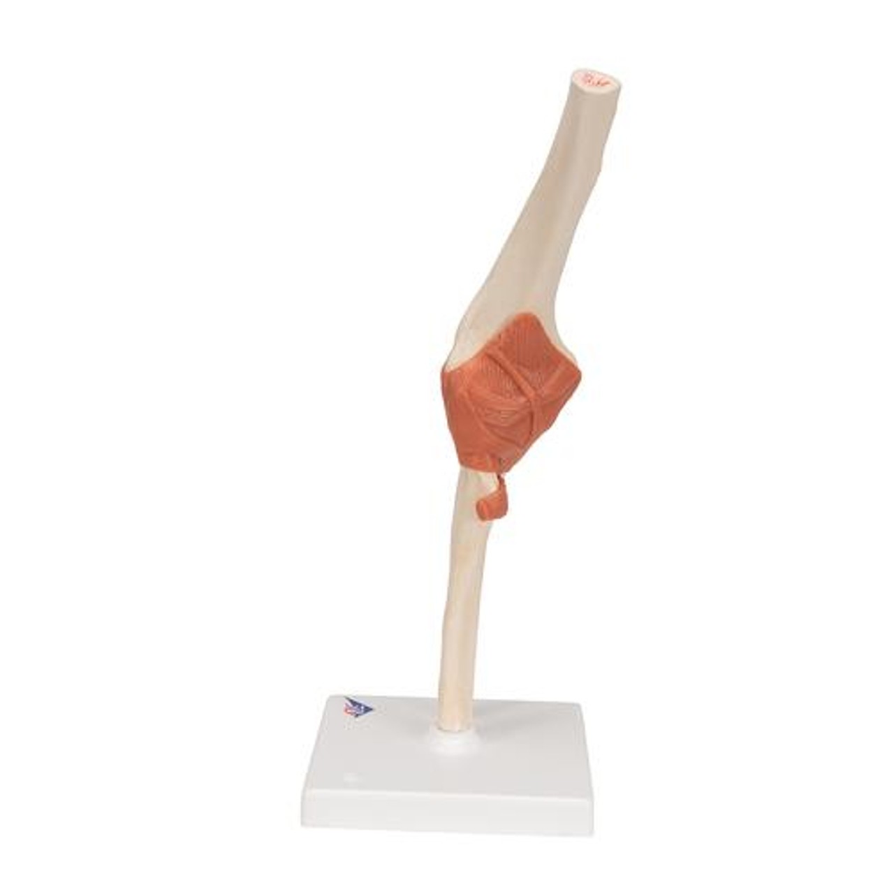 Deluxe Functional Elbow Joint Anatomy Model