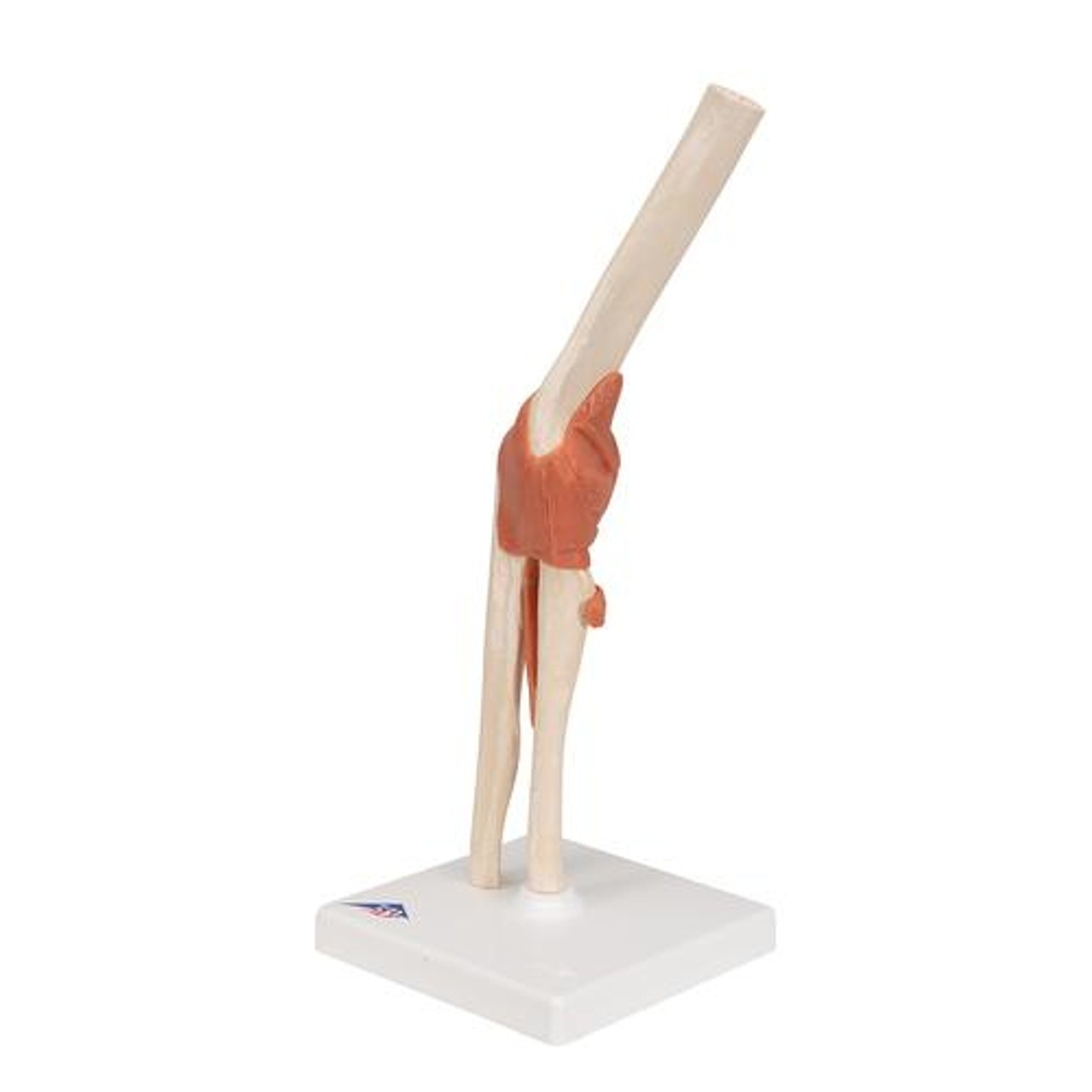 Deluxe Functional Elbow Joint Anatomy Model