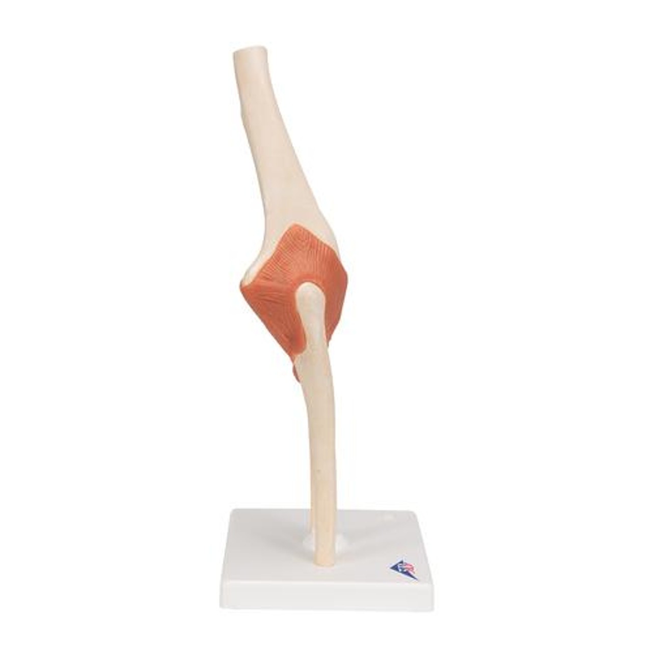 Deluxe Functional Elbow Joint Anatomy Model