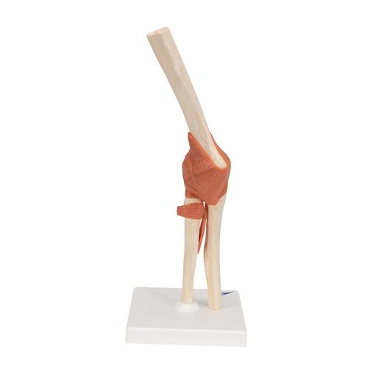 Deluxe Functional Elbow Joint Anatomy Model
