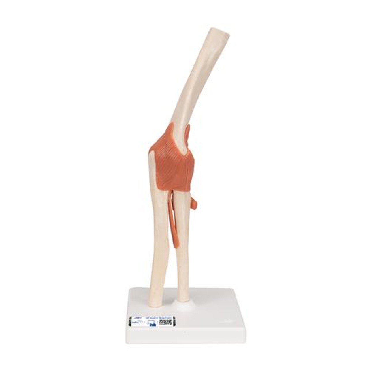 Deluxe Functional Elbow Joint Anatomy Model