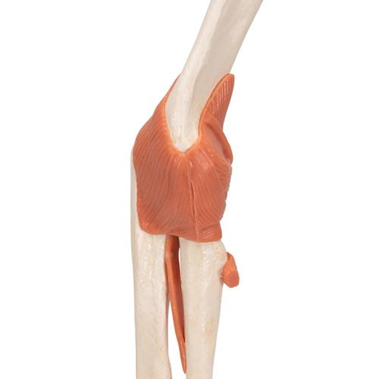 Deluxe Functional Elbow Joint Anatomy Model