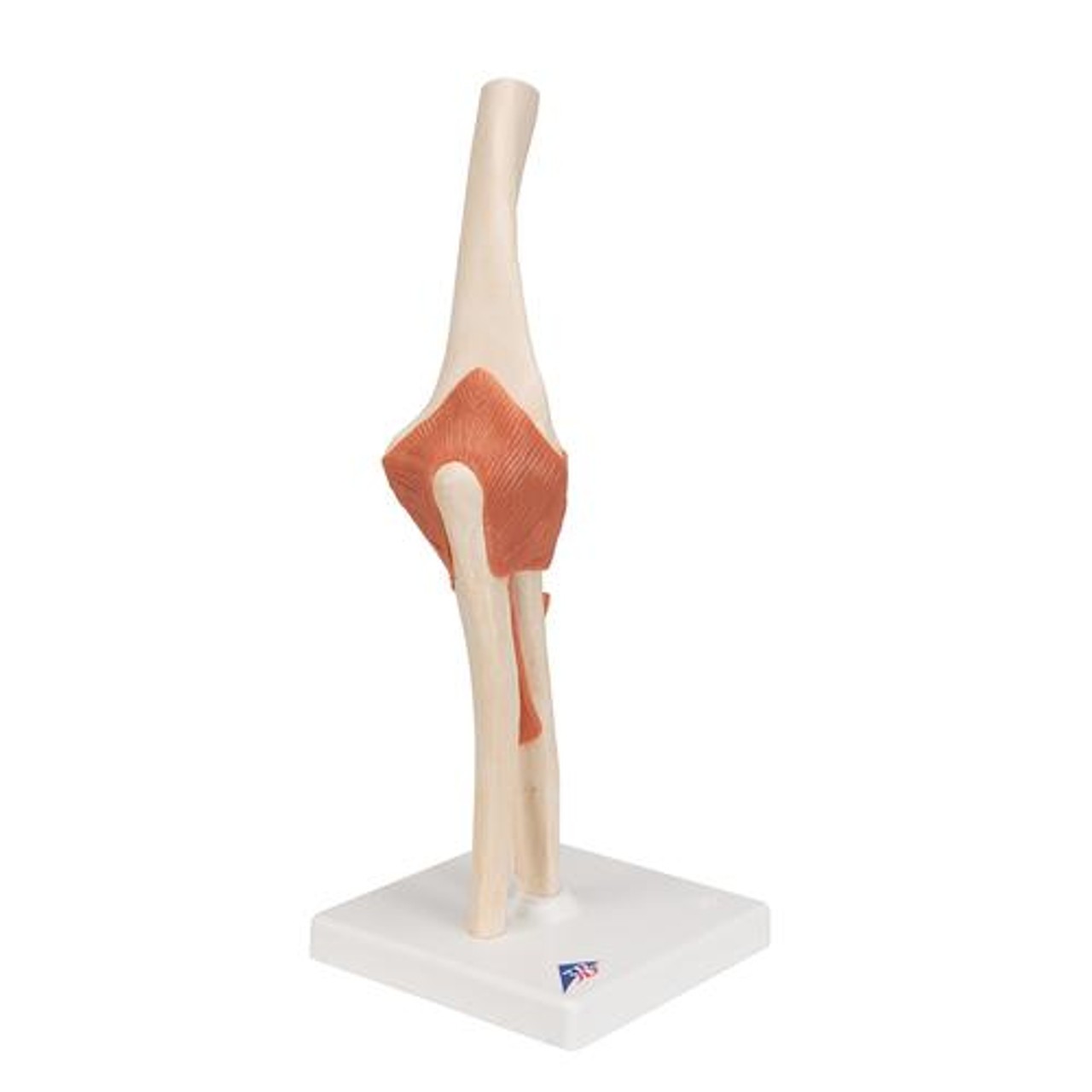 Deluxe Functional Elbow Joint Anatomy Model