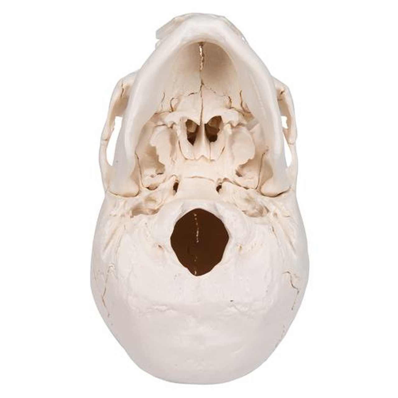 Beauchene Skull in 22 Parts - Bottom View