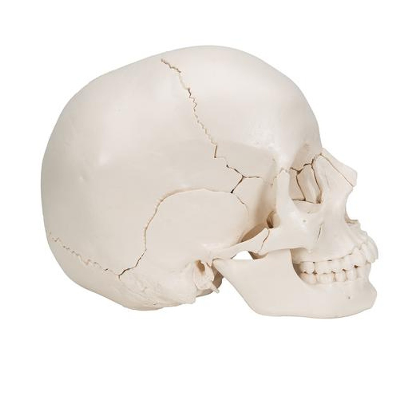 Beauchene Skull in 22 Parts - Right Side View