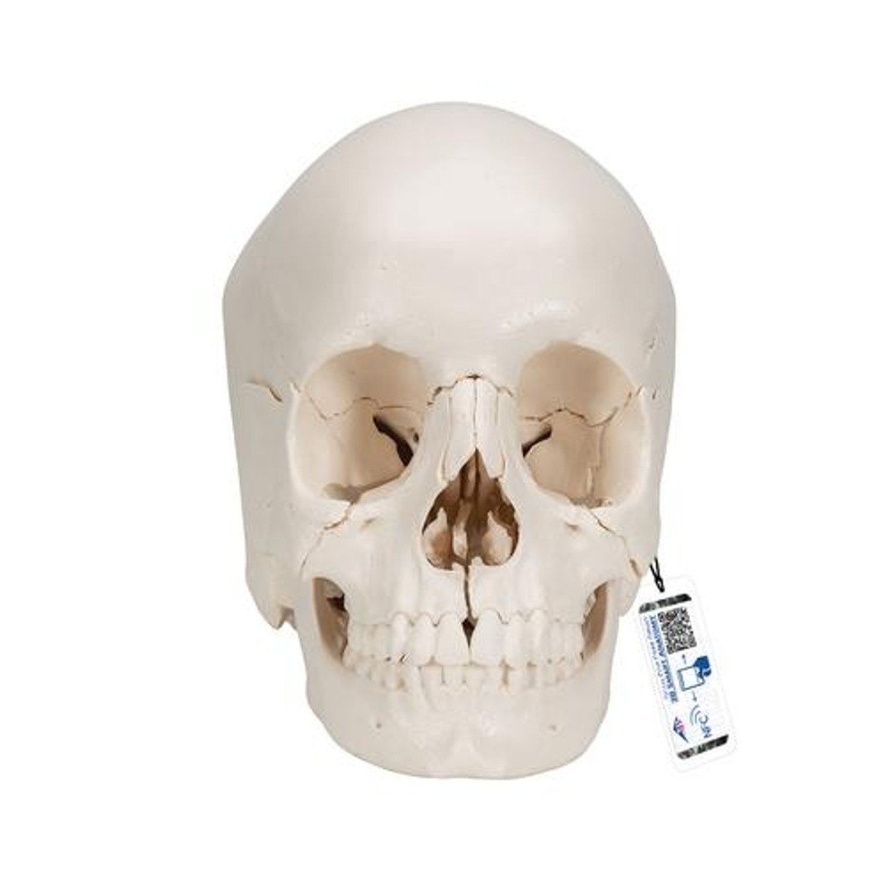 Beauchene Skull in 22 Parts