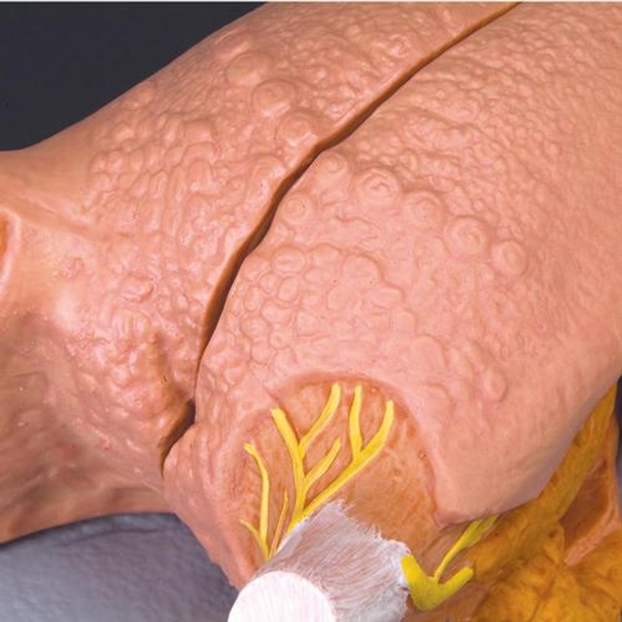 Tongue Anatomy Model